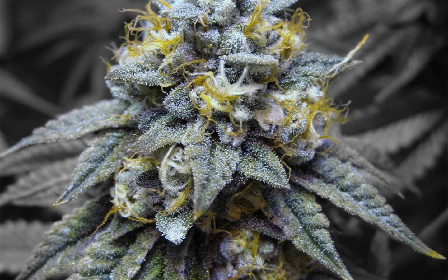 כושר קוש kosher-kush