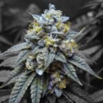 כושר קוש kosher-kush