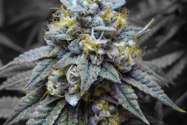 כושר קוש kosher-kush