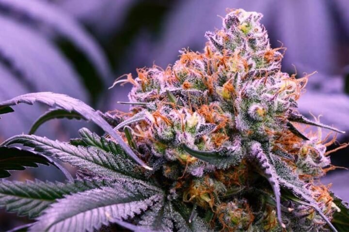 אובמה קוש obama-kush