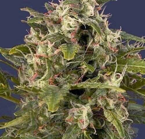 פיינאפל אקספרס pineapple-express