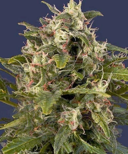 פיינאפל אקספרס pineapple-express