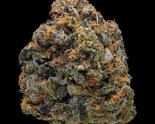 פלטינום ג'י.אס.סי platinum gsc