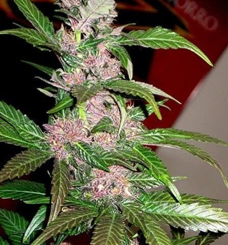 פרפל פאוור purple power
