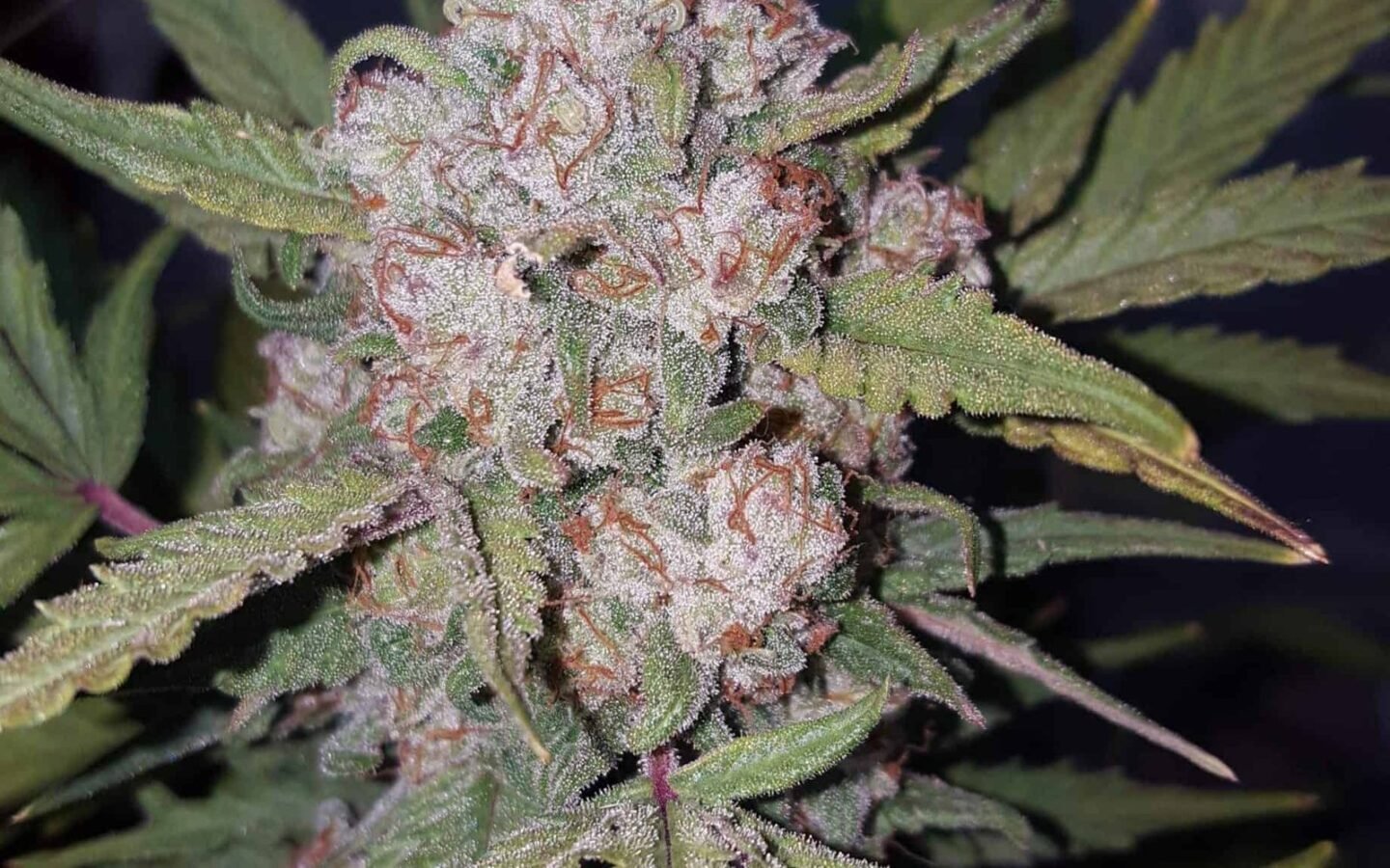 סטארדוג stardawg