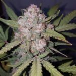 סטארדוג stardawg