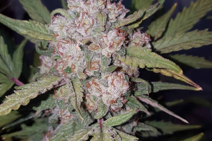סטארדוג stardawg