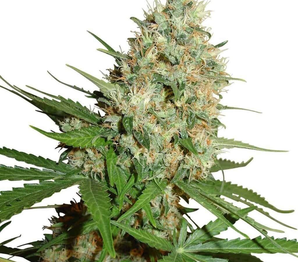 טריין ראק trainwreck