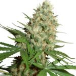 טריין ראק trainwreck