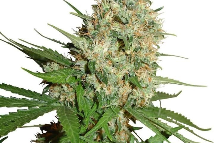 טריין ראק trainwreck