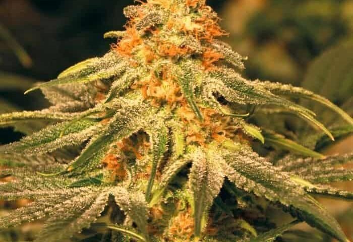 ונילה קוש vanilla-kush