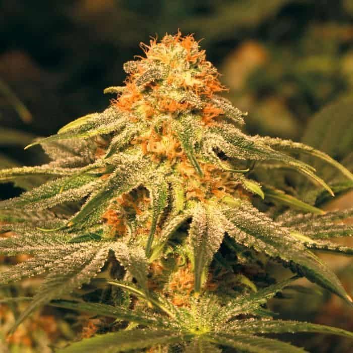 ונילה קוש vanilla-kush